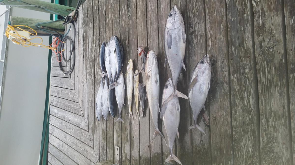 Hatteras Fishing Report July 15 2025