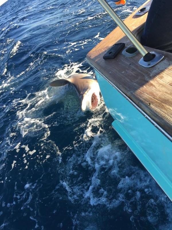 Hatteras Fishing Report 2/7/2015