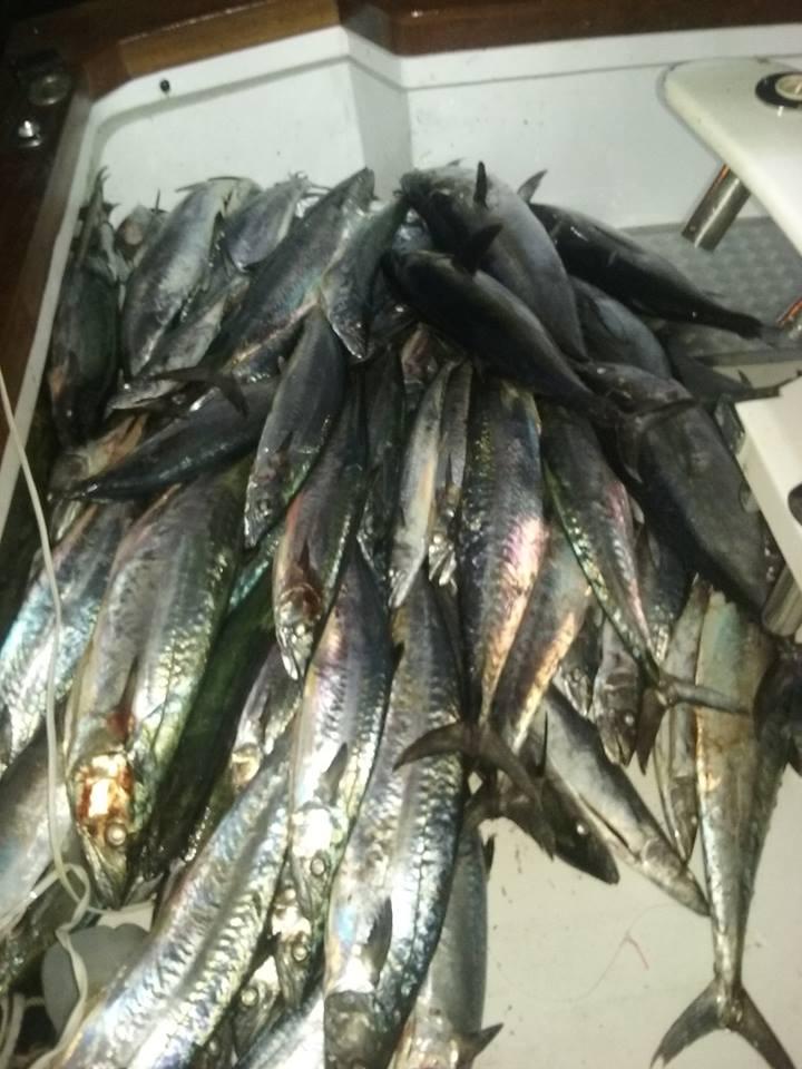 10/27/2016 Hatteras Fishing report