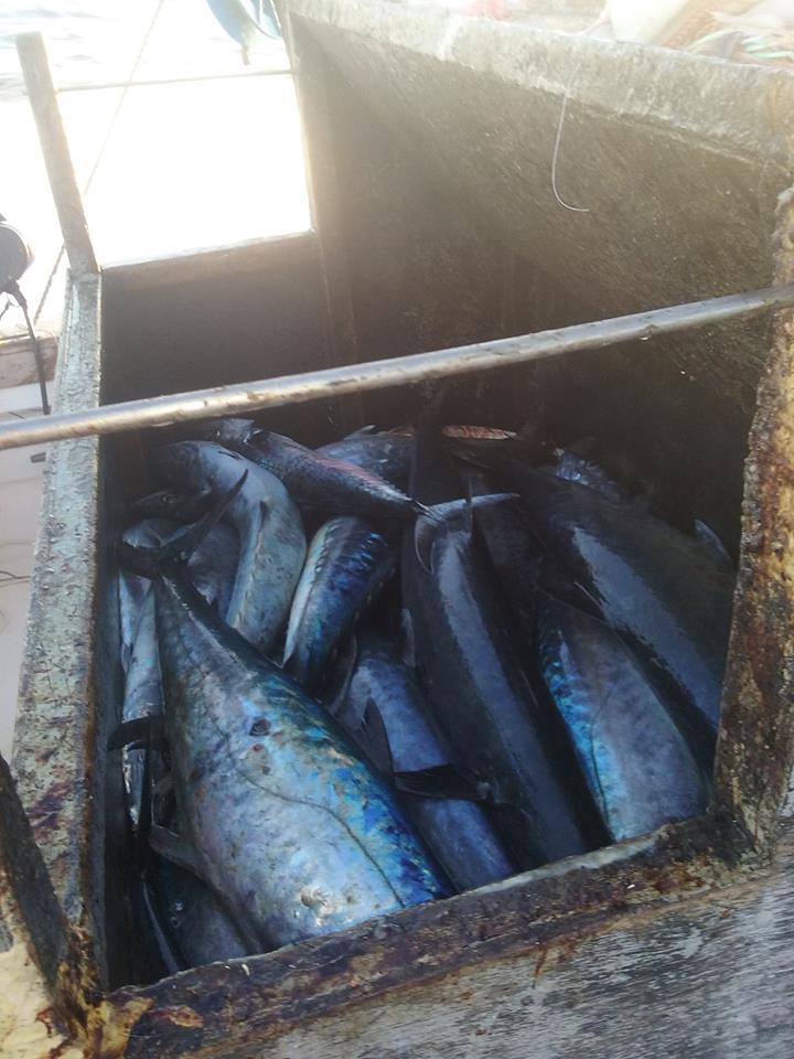 10/29/2016 Hatteras Fishing Report